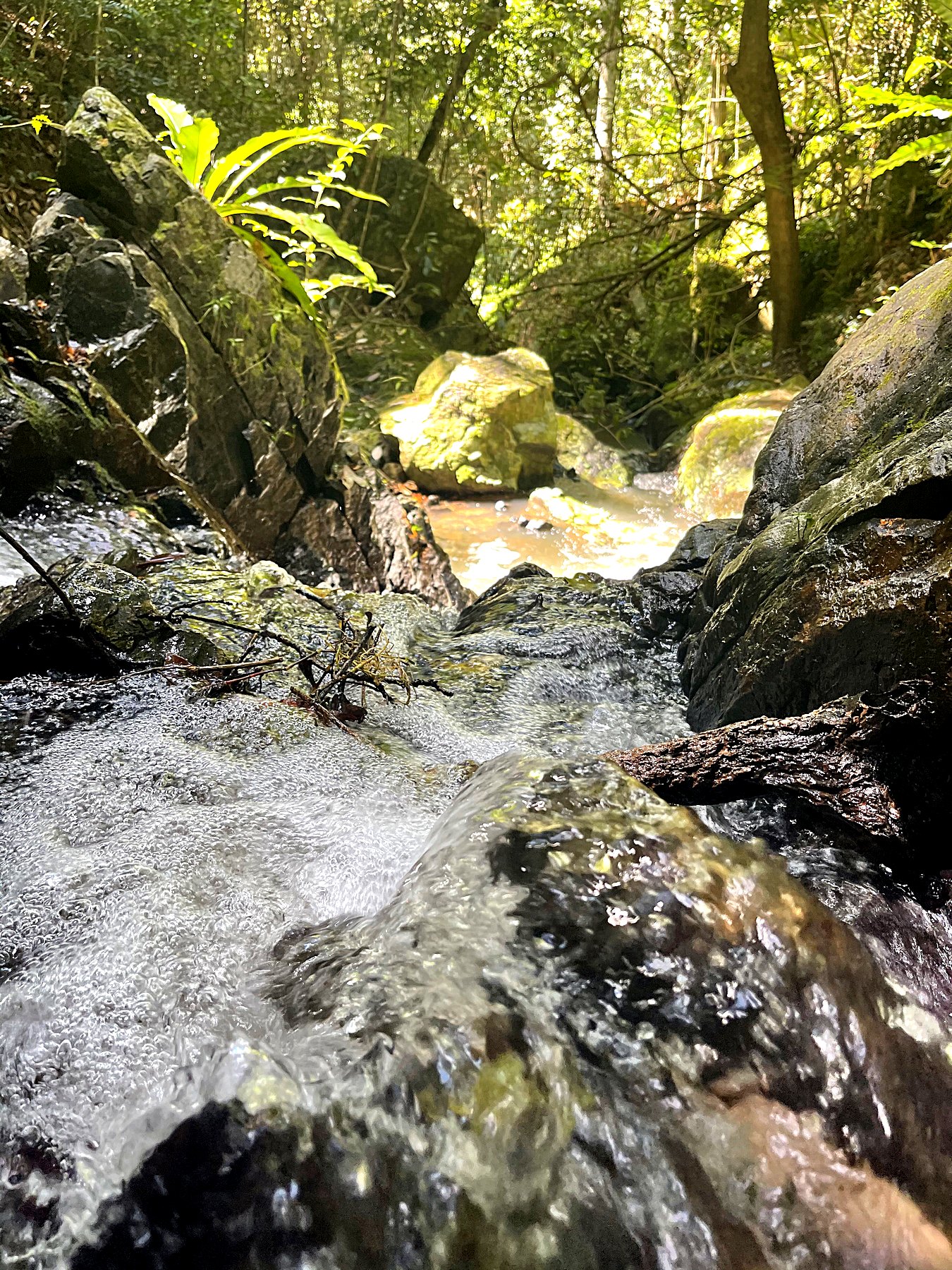 Low view of the creek running over rocks in sunlit forest